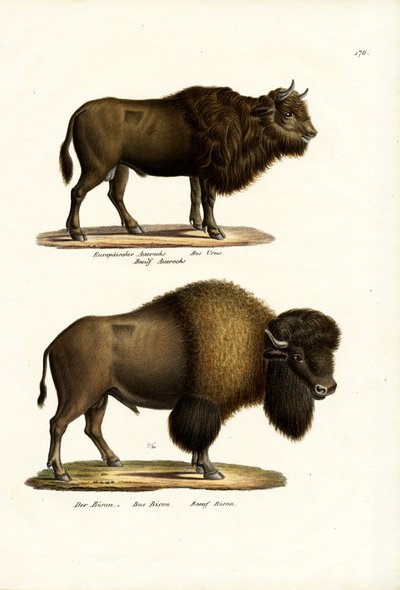 Aurochs, 1824 by Karl Joseph Brodtmann